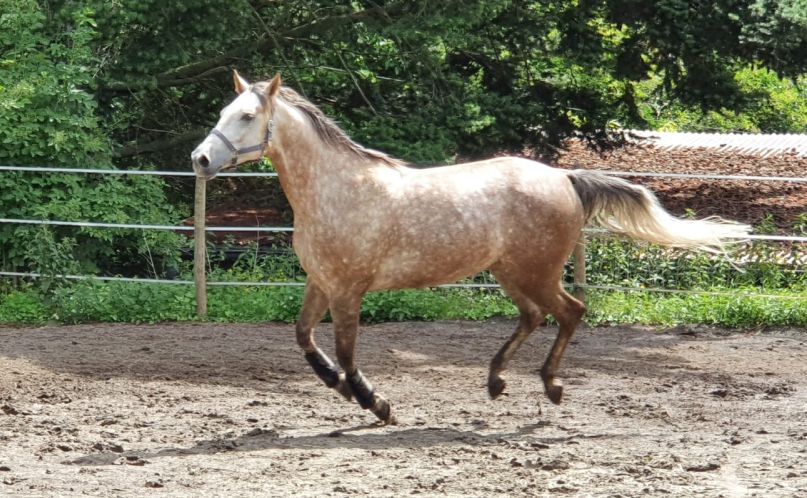 AH DANCE LIKE A WHIZ