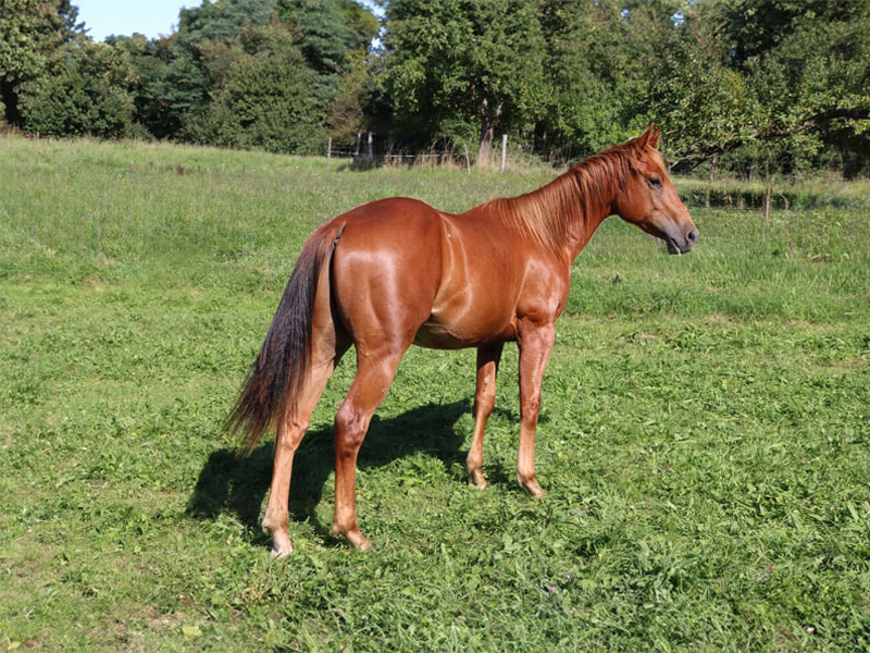 AH THE AMAZING SPOOK