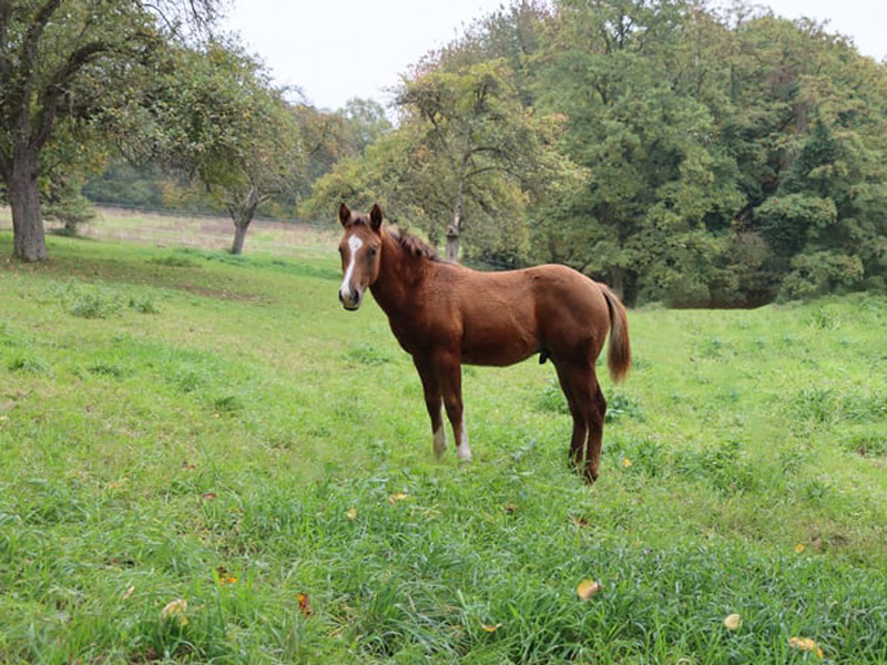 HENGSTJÄHRLING 2025 